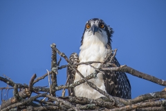 1_Juvenile-Osprey-Portrait