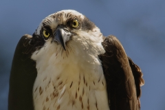 1_Osprey-in-Tree-closeup4-10-20