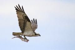 1_Osprey-with-Fish-closeup