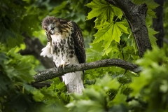 1_Red-Tailed-Hawk-Juvenile-scratching