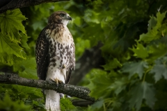 1_Red-Tailed-Hawk-in-Tree-pose