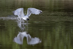 1_Seagul-with-Mussle-take-off