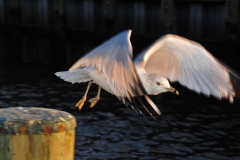 Seagull in Flight Sun Set