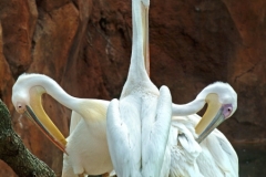 White Storks Pruning