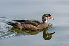 Wood Duck