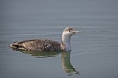 Artic-Loon-Male