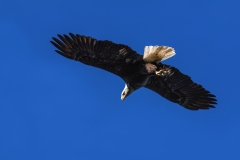 Bald Eagle flying S