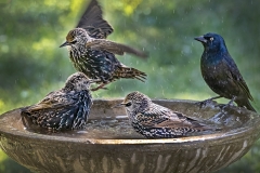 Bird-Bath-party
