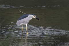 Black-Crowned-Night-Heron-feather-up