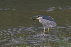 Black-Crowned-Night-Heron-open-mouth