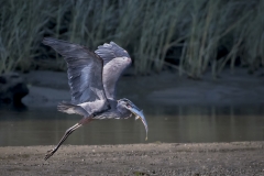 Blue-Heron-big-fish