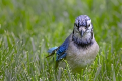 Blue-Jay-face-on