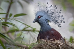 Blue-bird-red-eyes