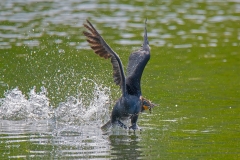 Comorant-in-flight-with-Twig