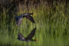 Cormorant-flight-with-reflection