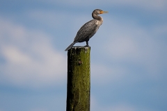 Cormorant on Pear pole