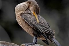 Cormorant-on-rock-head-down