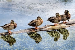 Duck Shadows