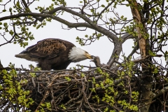 Eagle-feeding-Chick_8508083