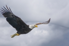 Eagle-in-clouds-2