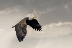Eagle-in-flight-in-clouds