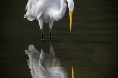 Egret-Do-I-know-you