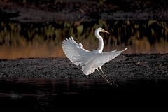 Egret Landing Sunset