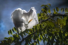 Egret-Preening-in-the-Sun