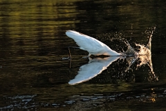 Egret-Splash-down