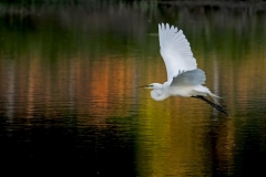 Egret Sunset