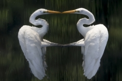 Egret-Upended
