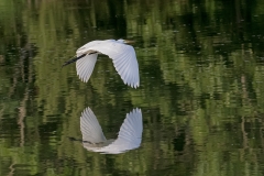 Egret-Wings-down-Silhouette