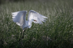 Egret-back-lit-taking-off