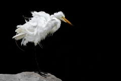 Egret-feather-shake