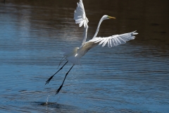 Egret-in-Flight-3