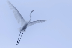 Egret in Flight High Key