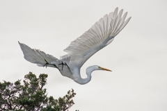 Egret in Flight