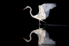Egret-in-black-dance