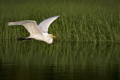 Egret-in-flight-golden-hour