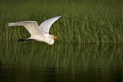 Egret-in-flight-golden-hour