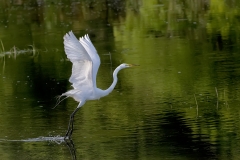 Egret-in-flight-sunset