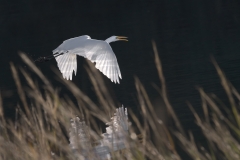 Egret-in-the-sun