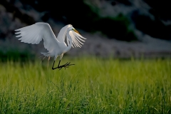 Egret-landing-in-Grass