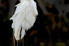 Egret-no-neck
