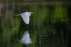 Egret-on-the-wing