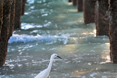 Egret-under-Piers