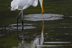 Egret-with-eel-reflection