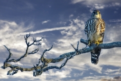 Falcon-with-clouds