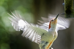 Feed Me Wood Pecker-2