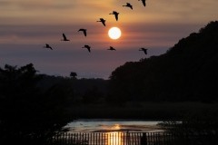 Geese-and-Sunrise